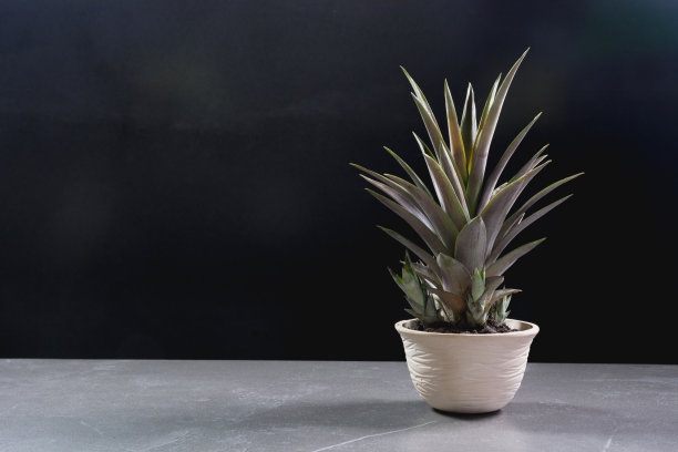 绿色的盆栽植物，树在盆上的桌子和深色的背景。素材图片