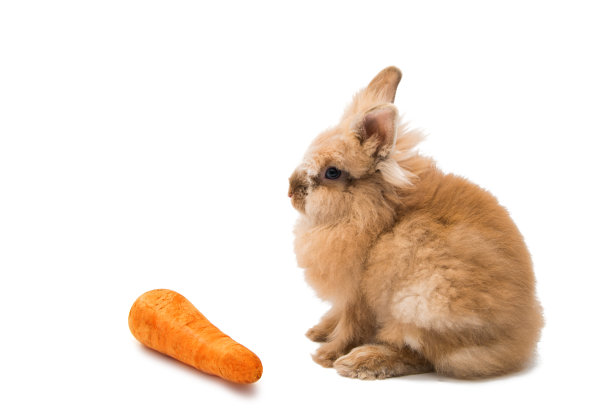 小棕兔图片下载