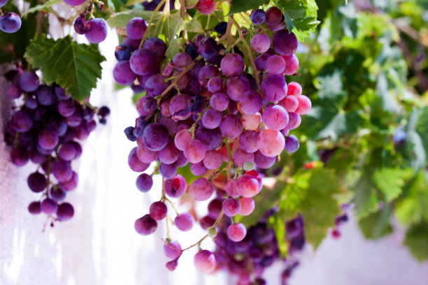 自己的梯田种植葡萄。图片下载