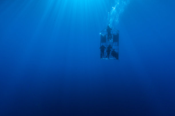 鲨鱼笼中的潜水员图片下载