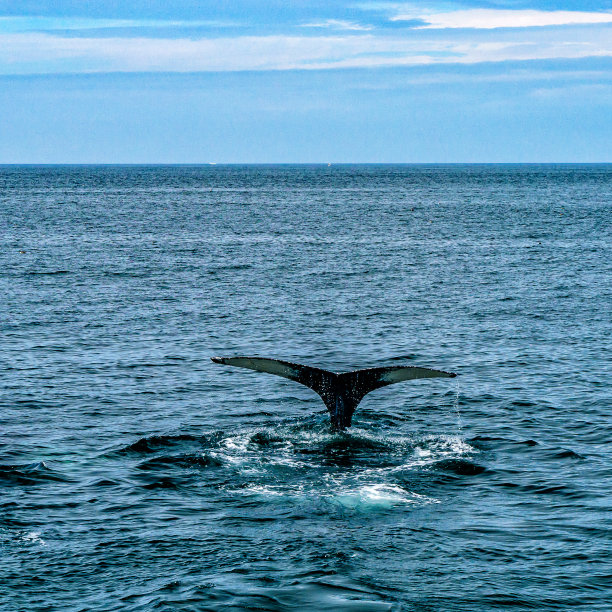 座头鲸普罗温斯敦，科德角，马萨诸塞州，美国图片下载