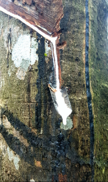 自然的礼物图片下载