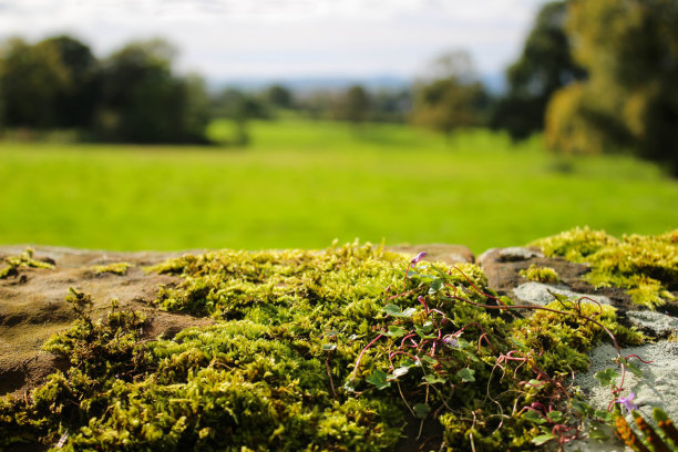 石墙上的苔藓图片下载