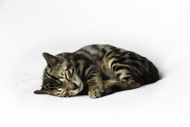 孟加拉小猫睡觉图片下载