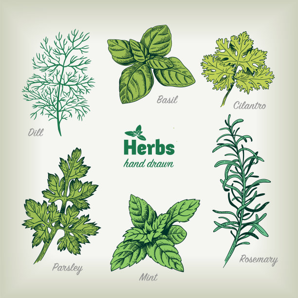 烹饪香草手绘矢量图素材图片