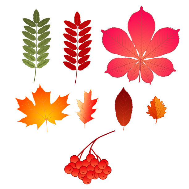 秋叶落下，孤立在白色的背景上。矢量插图。图片下载