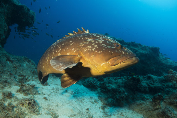 近距离观察暗纹石斑鱼图片下载