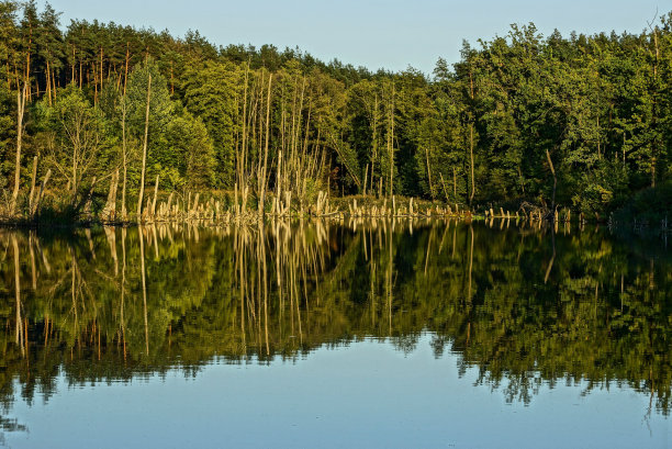 森林湖岸边的树木图片下载