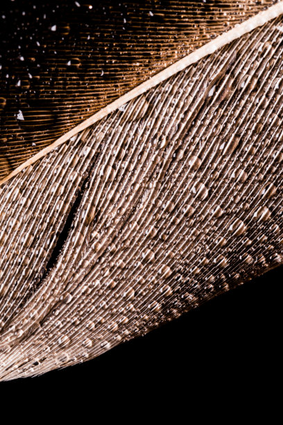 微距摄影的羽毛与小水滴图片下载