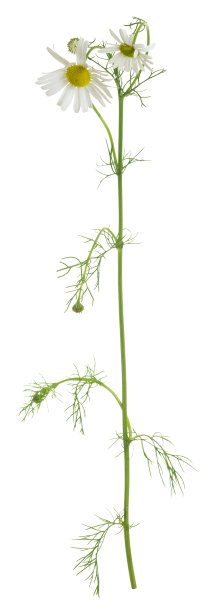 无气味的假五月草，贯叶连翘分离图片下载