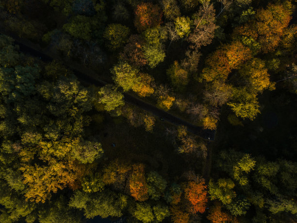 美丽的橙色和红色的秋天森林。俯瞰秋天的森林和河流。鸟瞰图和俯视图。秋天的空中景观。一张照片是从上面拍的。图片下载