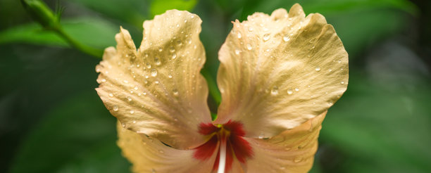 热带花木槿图片下载