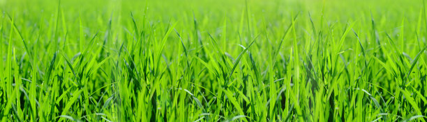 春天的背景或夏天的背景有新鲜的草图片下载