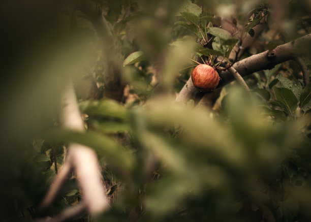 树上的一个苹果图片下载