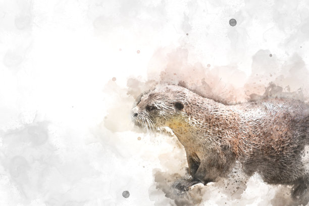 抽象海獭插画，水彩背景水獭，水彩画，剑鱼图片下载