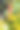 一根野荆棘的树枝图片下载