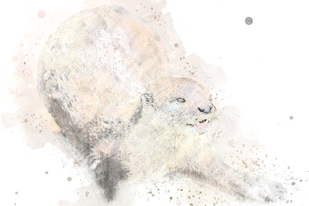 抽象海獭插画，水彩背景水獭，水彩画，剑鱼图片下载