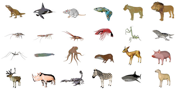 大量的素描动物孤立在白色3d渲染图片下载