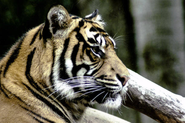 孟加拉虎图片下载