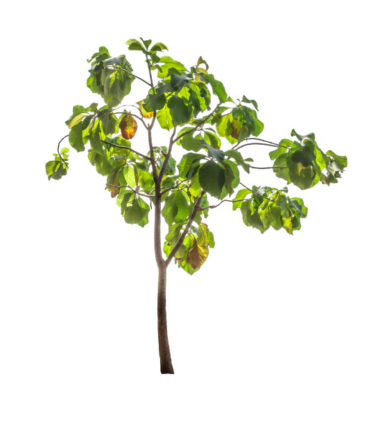 在白色背景下孤立的树图片下载