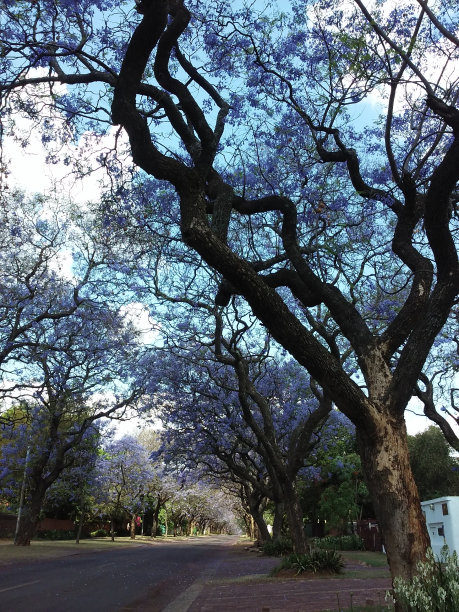 在比勒陀利亚开花的蓝花楹树图片下载