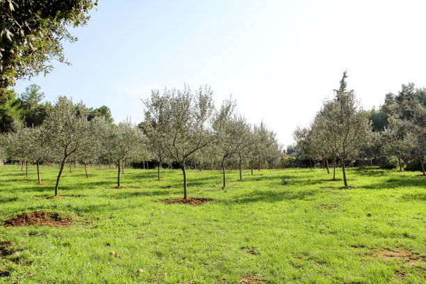 橄榄树林：橄榄、传统与种植的概念，采摘前的橄榄树林，树枝上结满成熟的橄榄果实，用于生产橄榄油，乡村景观。图片下载