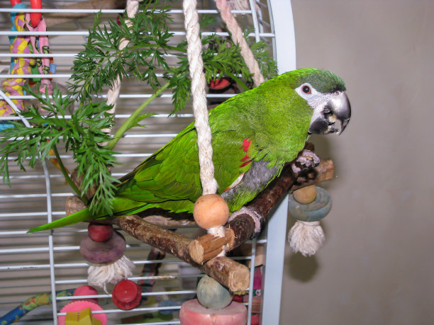 绿色的鹦鹉拿着坚果吃。图片下载