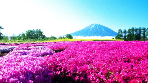 富士山和樱花粉面图片下载