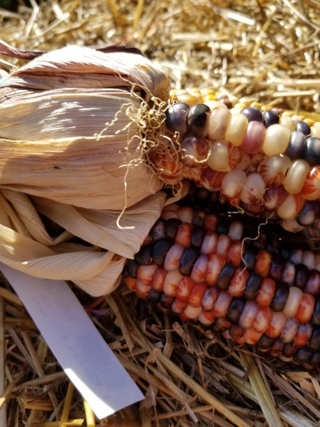 彩色玉米图片下载