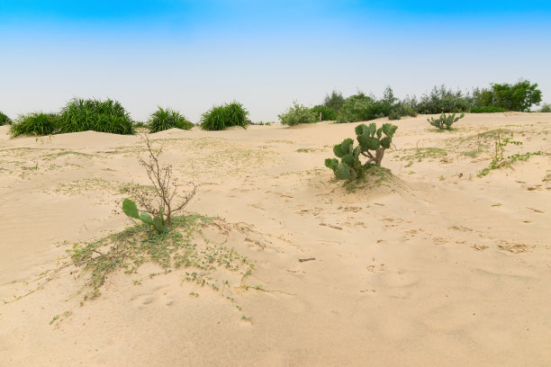 Tajpur海滩图片下载