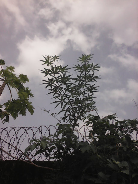 辣木属植物图片下载