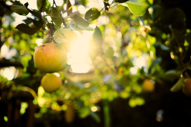 绿色的自产苹果挂在树上，阳光透过花园的树叶照耀图片下载