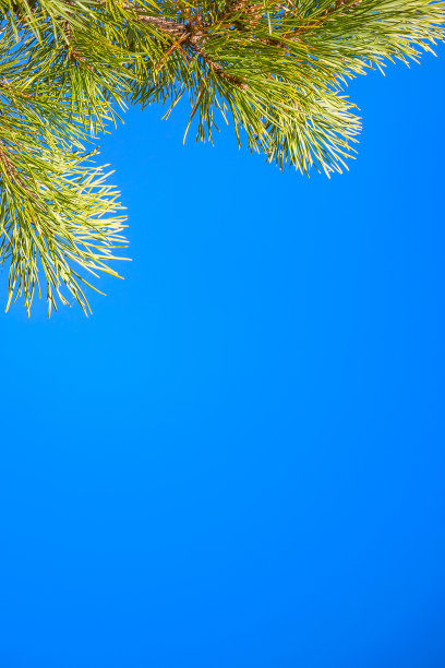 青天松枝图片下载