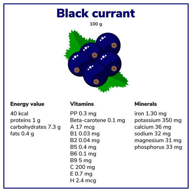 矢量插图。黑加仑子。花园的浆果。能量值图片下载