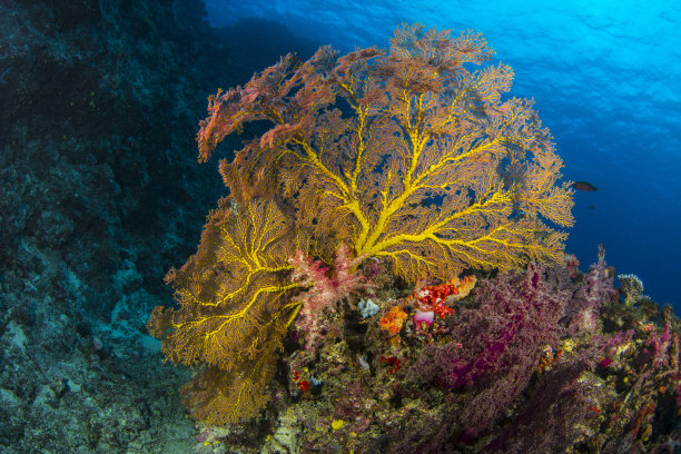 海的大粉丝图片下载