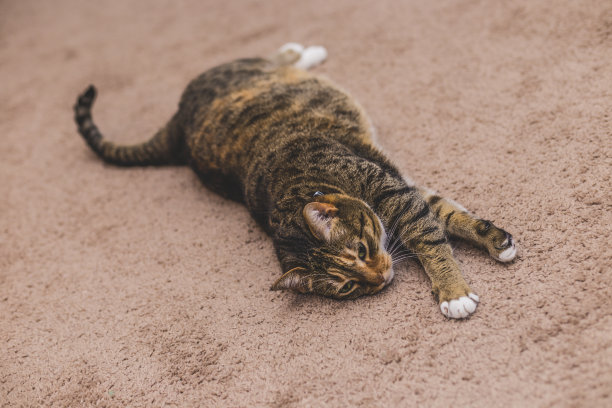 美丽的猫在房子里图片下载