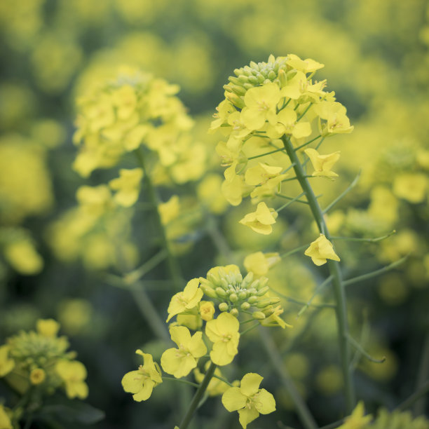 田里种着金色的油菜花。图片下载