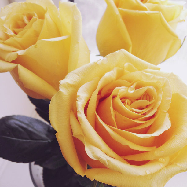 黄玫瑰图片下载