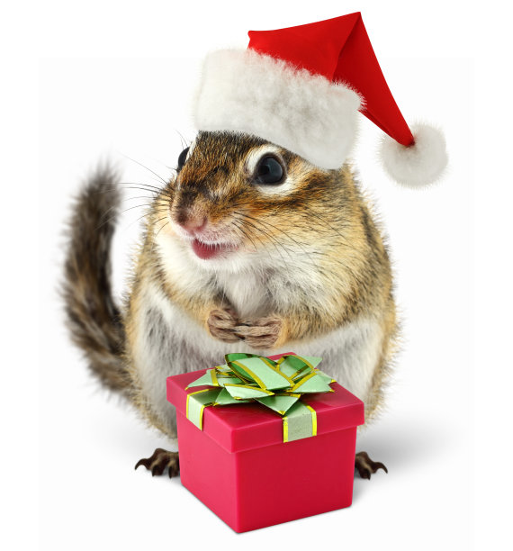花栗鼠在红色圣诞老人的帽子和礼物盒在白色的背景图片下载