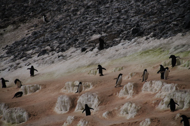宝莱特岛企鹅高速公路图片下载