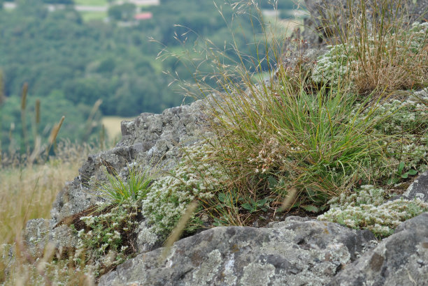 山上的草图片下载