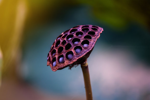 莲花的干种子头素材图片