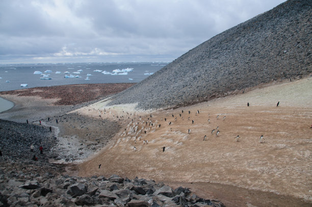 宝莱特岛企鹅高速公路图片下载