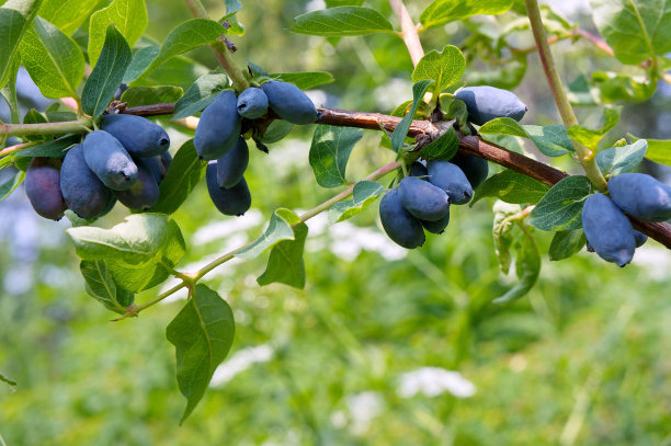 金银花图片素材ID：300324528