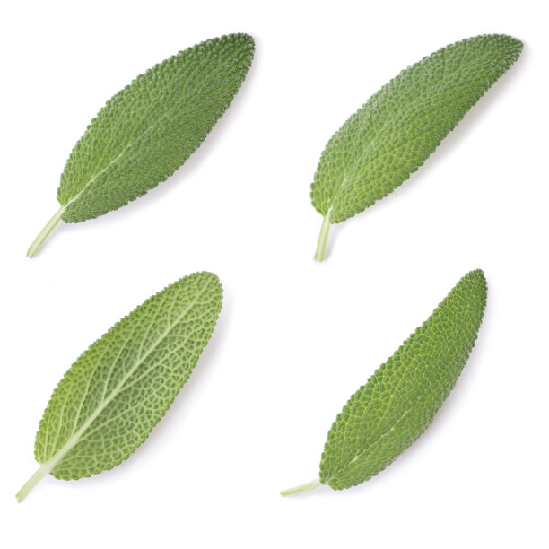 新鲜的鼠尾草素材图片