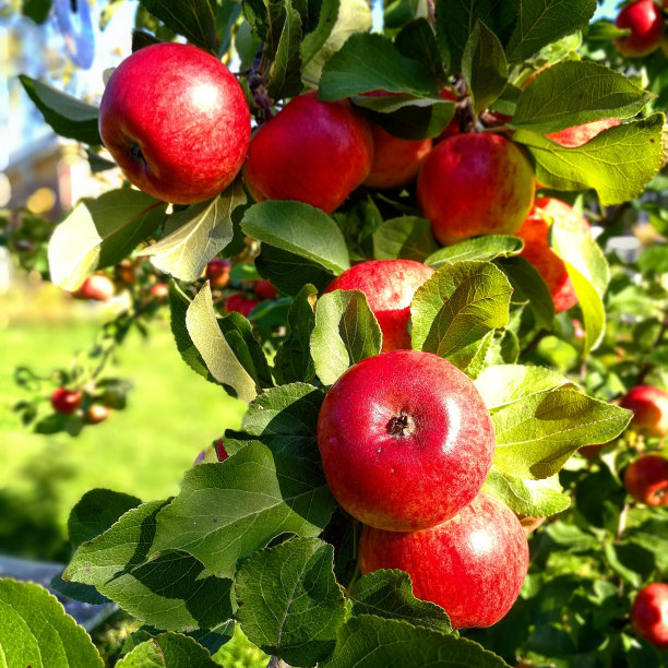 苹果树图片下载