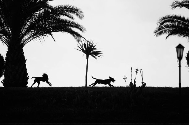 狗的剪影图片下载