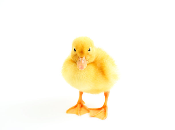 可爱的小黄鸭图片下载