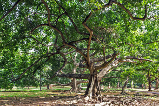 亚洲热带有根的大树图片下载