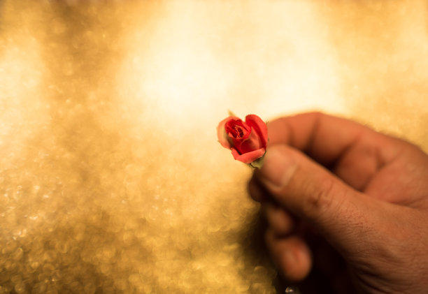 送给你的玫瑰图片下载